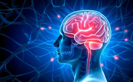 нервная система